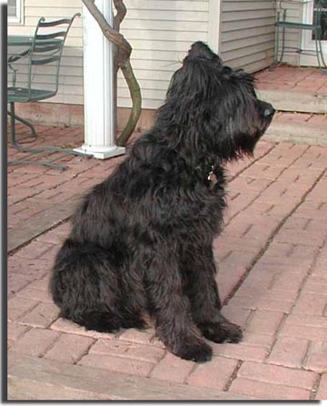 Midge, December 2001